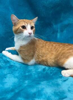 Domestic Short Hair Cats Available for Adoption in Denham Springs, Louisiana - Tiger | PetCurious