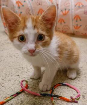 Novella -  Domestic Long Hair and Domestic Short Hair Cat for Adoption in Baraboo, Wisconsin - Novella | PetCurious