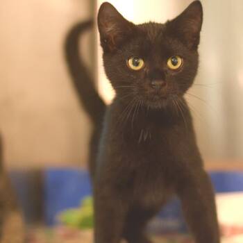 Mac Seal -  Domestic Short Hair Cat for Adoption in Belleville, Illinois - Mac Seal | PetCurious
