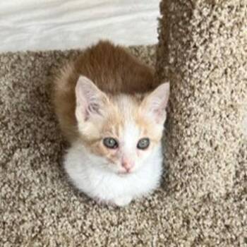Honda -  Domestic Short Hair Cat for Adoption in Oakland, California - Honda | PetCurious