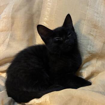 Phase 10 -  American Shorthair Cat for Adoption in Newberg, Oregon - Phase 10 | PetCurious