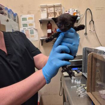 Van -  Domestic Short Hair Cat for Adoption in Birmingham, Alabama - Van | PetCurious