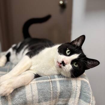 Corn Flakes -  Domestic Short Hair Cat for Adoption in Fargo, North Dakota - Corn Flakes | PetCurious