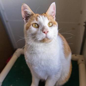 Domestic Short Hair Cats Available for Adoption in Des Moines, Iowa - Mister Wobbles | PetCurious