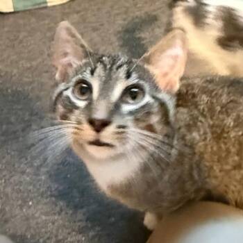 MAJOR -  Domestic Short Hair Cat for Adoption in Gresham, Wisconsin - MAJOR | PetCurious