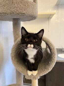 Mustacheo bonded to Broccoli -  Domestic Short Hair Cat for Adoption in Verona, Wisconsin - Mustacheo Bonded To Broccoli | PetCurious