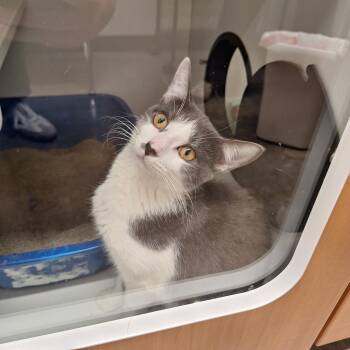 Stacia -  Domestic Short Hair Cat for Adoption in Evanston, Illinois - Stacia | PetCurious