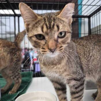 Bro-tato -  Domestic Short Hair Cat for Adoption in Davenport, Iowa - Bro-tato | PetCurious
