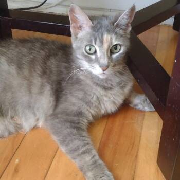 Biscotte -  Domestic Short Hair Cat for Adoption in Terrebonne, Quebec - Biscotte | PetCurious