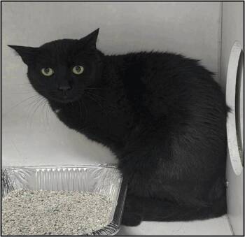 Domestic Short Hair Cats Available for Adoption in Albuquerque, New Mexico - RYAN | PetCurious