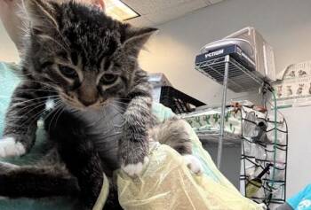Clove -  Domestic Short Hair Cat for Adoption in New York, New York - Clove | PetCurious