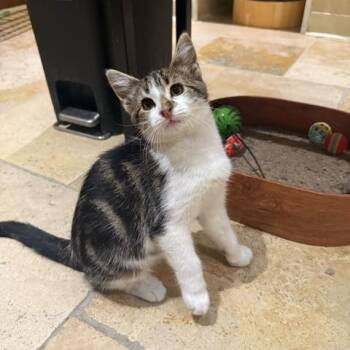 Rescue Domestic Short Hair Cats for Adoption in East Brunswick, New Jersey - Bud (bonded To Guinness) | PetCurious