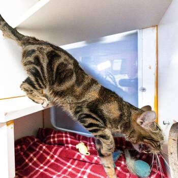 Domestic Short Hair Cats Available for Adoption in South Elgin, Illinois - Groot | PetCurious