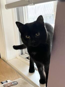 Andromeda MUST BE ADOPTED AS A BUDDY -  Domestic Short Hair Cat Available for Adoption in Toronto, Ontario - Andromeda MUST BE ADOPTED AS A BUDDY | PetCurious