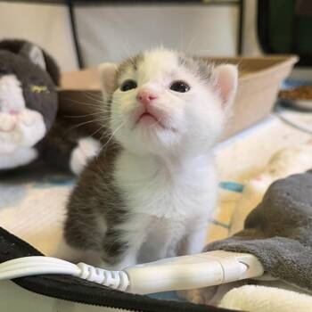 Domestic Short Hair Cats Available for Adoption in Pleasant Hill, Missouri - Baby Perc | PetCurious