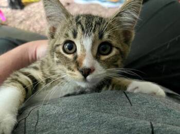 Kaiser -  Domestic Short Hair Cat for Adoption in Newaygo, Michigan - Kaiser | PetCurious