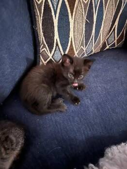 Colby Jack -  Domestic Short Hair Cat for Adoption in Pacifica, California - Colby Jack | PetCurious