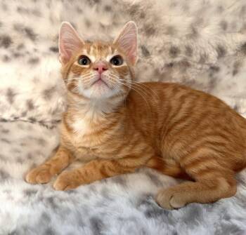 Frank Simatra -  Domestic Short Hair Cat for Adoption in Mooresville, North Carolina - Frank Simatra | PetCurious