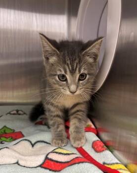 GRIMACE -  Domestic Short Hair Cat for Adoption in Geneva, Illinois - GRIMACE | PetCurious