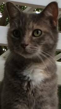 Kitty -  Domestic Short Hair Cat for Adoption in Naples, Florida - Kitty | PetCurious