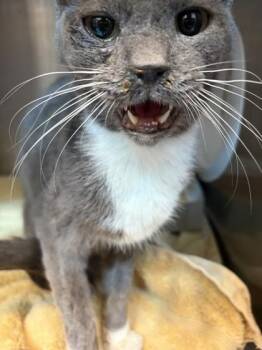 61278928 -  Domestic Short Hair Cat for Adoption in El Paso, Texas - 61278928 | PetCurious