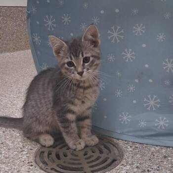 Dickory -  Domestic Short Hair Cat for Adoption in Detroit Lakes, Minnesota - Dickory | PetCurious