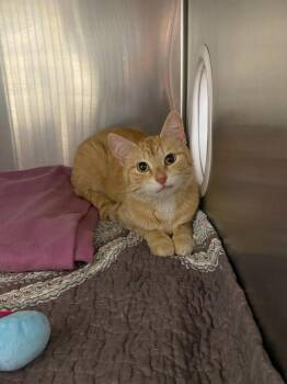 Paisley -  Domestic Short Hair Cat for Adoption in Boone, Iowa - Paisley | PetCurious