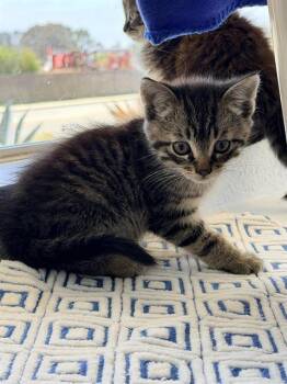 BASKET* -  Domestic Short Hair Cat Available for Adoption in Santa Cruz, California - BASKET* | PetCurious