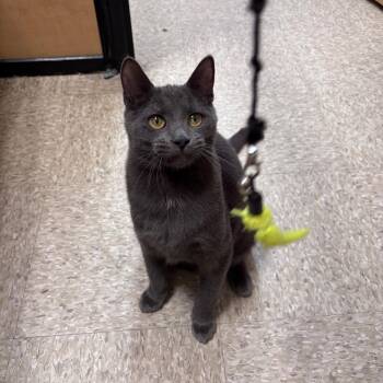 Perry -  Domestic Short Hair Cat for Adoption in Norwalk, Connecticut - Perry | PetCurious