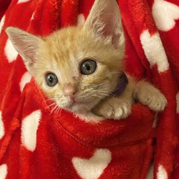 Dewy Decimal System 30 -  Domestic Short Hair Cat for Adoption in Austin, Texas - Dewy Decimal System 30 | PetCurious