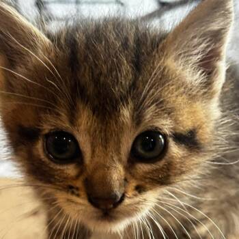 Millie C11555 -  Domestic Short Hair Cat for Adoption - Millie C11555 | PetCurious