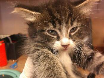 Domestic Short Hair Cats Available for Adoption in Ocala, Florida - A380978 | PetCurious