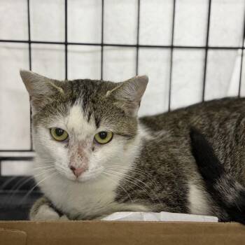 Maggie -  Domestic Short Hair Cat for Adoption in New York, New York - Maggie | PetCurious