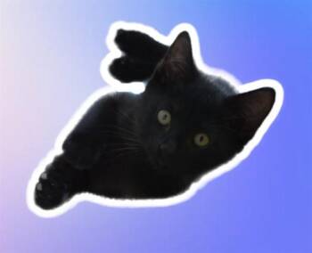 Domestic Short Hair Cats Available for Adoption in Sarasota, Florida - DONOVAN | PetCurious