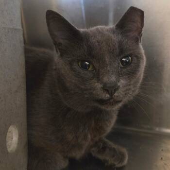 Karen -  Domestic Short Hair Cat for Adoption in Asheville, North Carolina - Karen | PetCurious