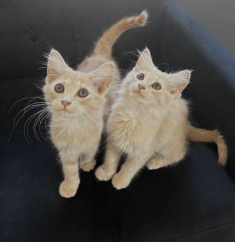 Meadow and Elly -  Domestic Long Hair Cat for Adoption in Charlotte, North Carolina - Meadow And Elly | PetCurious