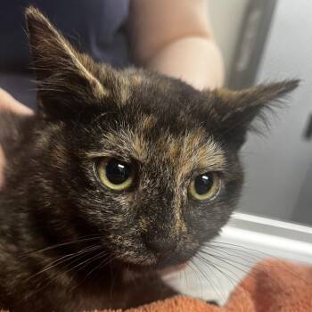 Domestic Short Hair Cats Available for Adoption in Newark, New Jersey - Tanzie (In Foster) | PetCurious