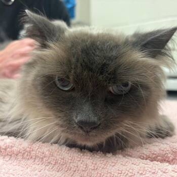 Edward -  Siamese Cat for Adoption in Murray, Utah - Edward | PetCurious