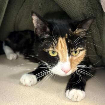 Paddy -  Domestic Short Hair Cat for Adoption in Gloucester, Virginia - Paddy | PetCurious