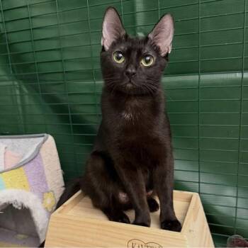 Domestic Short Hair Cats Available for Adoption - Peppermint Patty | PetCurious