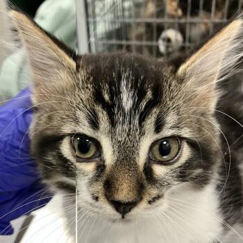 111835 -  Domestic Long Hair Cat for Adoption in Las Cruces, New Mexico - 111835 | PetCurious