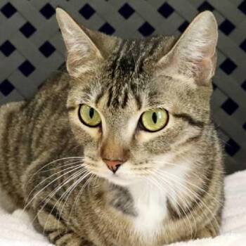 Avril -  Domestic Short Hair Cat for Adoption in Midland, Texas - Avril | PetCurious