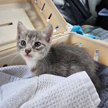 Mouse -  Domestic Medium Hair Cat for Adoption in Lake Jackson, Texas - Mouse | PetCurious