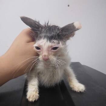Oatmeal -  Domestic Short Hair Cat for Adoption in Spruce Pine, North Carolina - Oatmeal | PetCurious