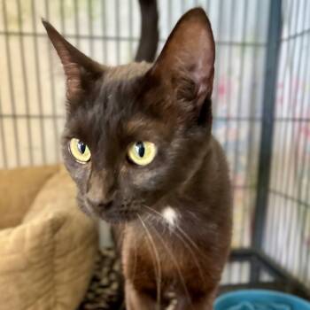 Rescue Domestic Short Hair Cats for Adoption in Enid, Oklahoma - Digit | PetCurious