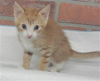 DENNIS -  Domestic Short Hair Cat for Adoption in Houston, Texas - DENNIS | PetCurious
