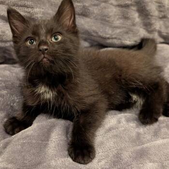 Luna -  Domestic Short Hair Cat Available for Adoption in Oceanside, New York - Luna | PetCurious