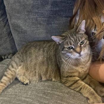 Domestic Short Hair Cats Available for Adoption in Huntsville, Alabama - Purdy | PetCurious