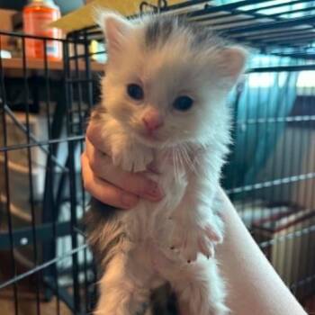 Peter Brady -  Domestic Long Hair Cat for Adoption in Woodbury, New Jersey - Peter Brady | PetCurious