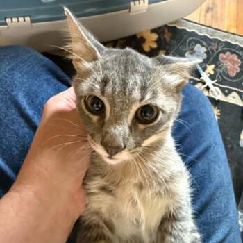 Pop -  Domestic Short Hair Cat for Adoption in Bentonville, Arkansas - Pop | PetCurious